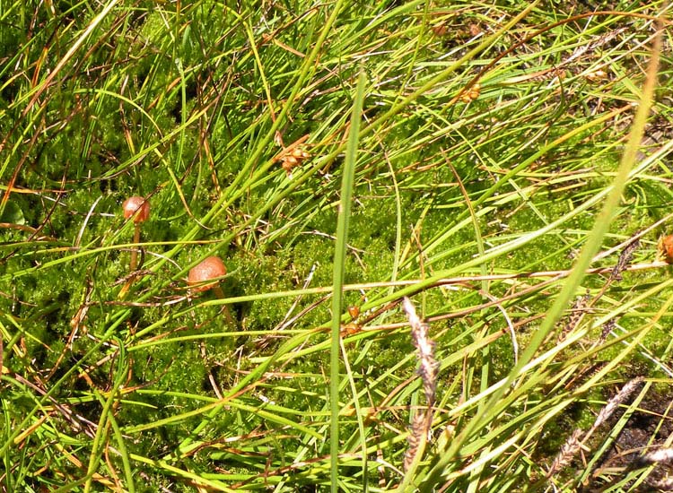 Muschio in prato umido 2